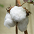 KONOITOの綿製品づくりのこだわり