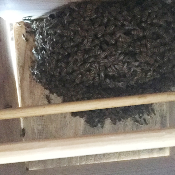 日本蜜蜂ハチミツ